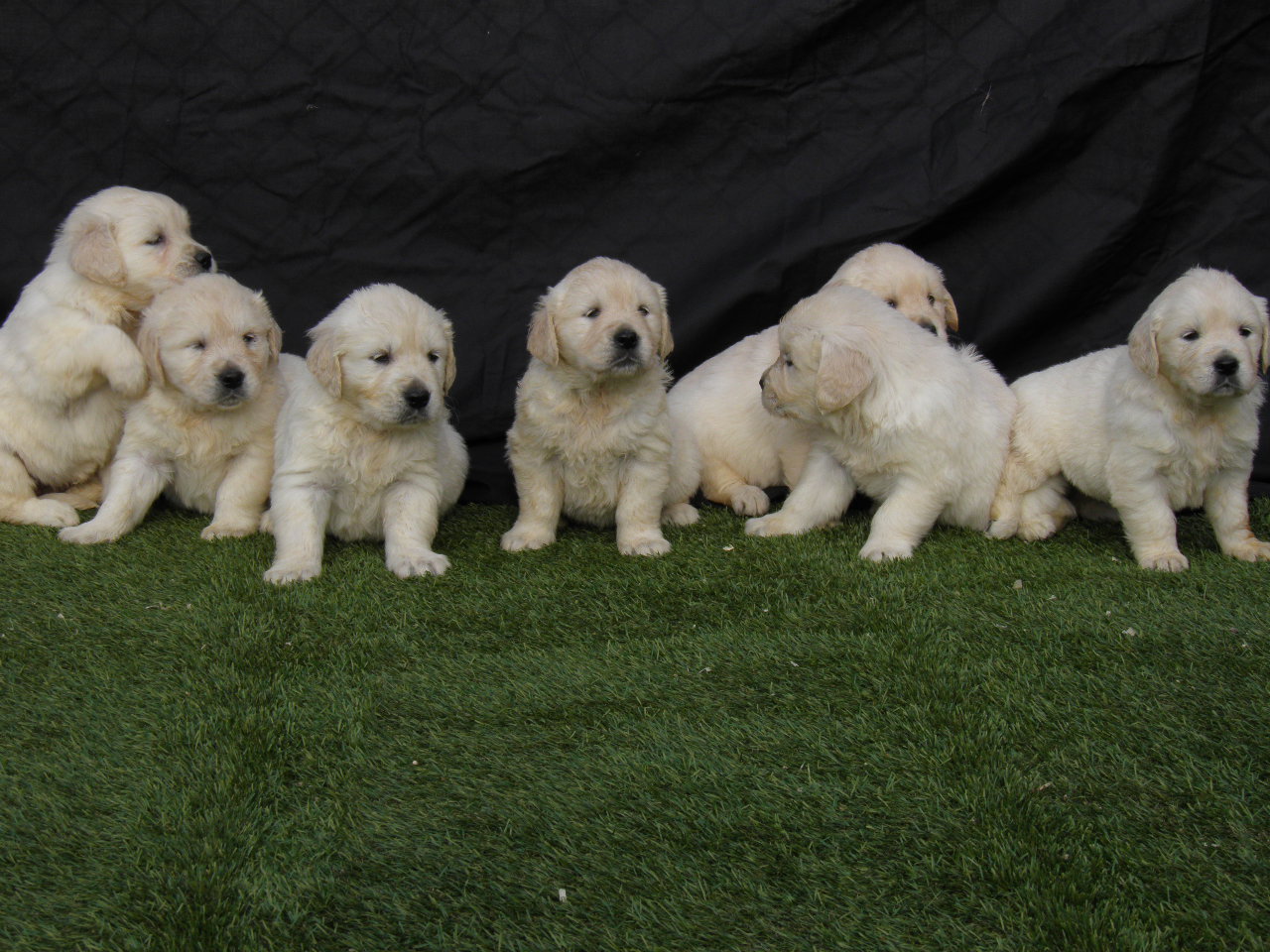 Camadas disponibles de Golden Retriever El Gos Blanc