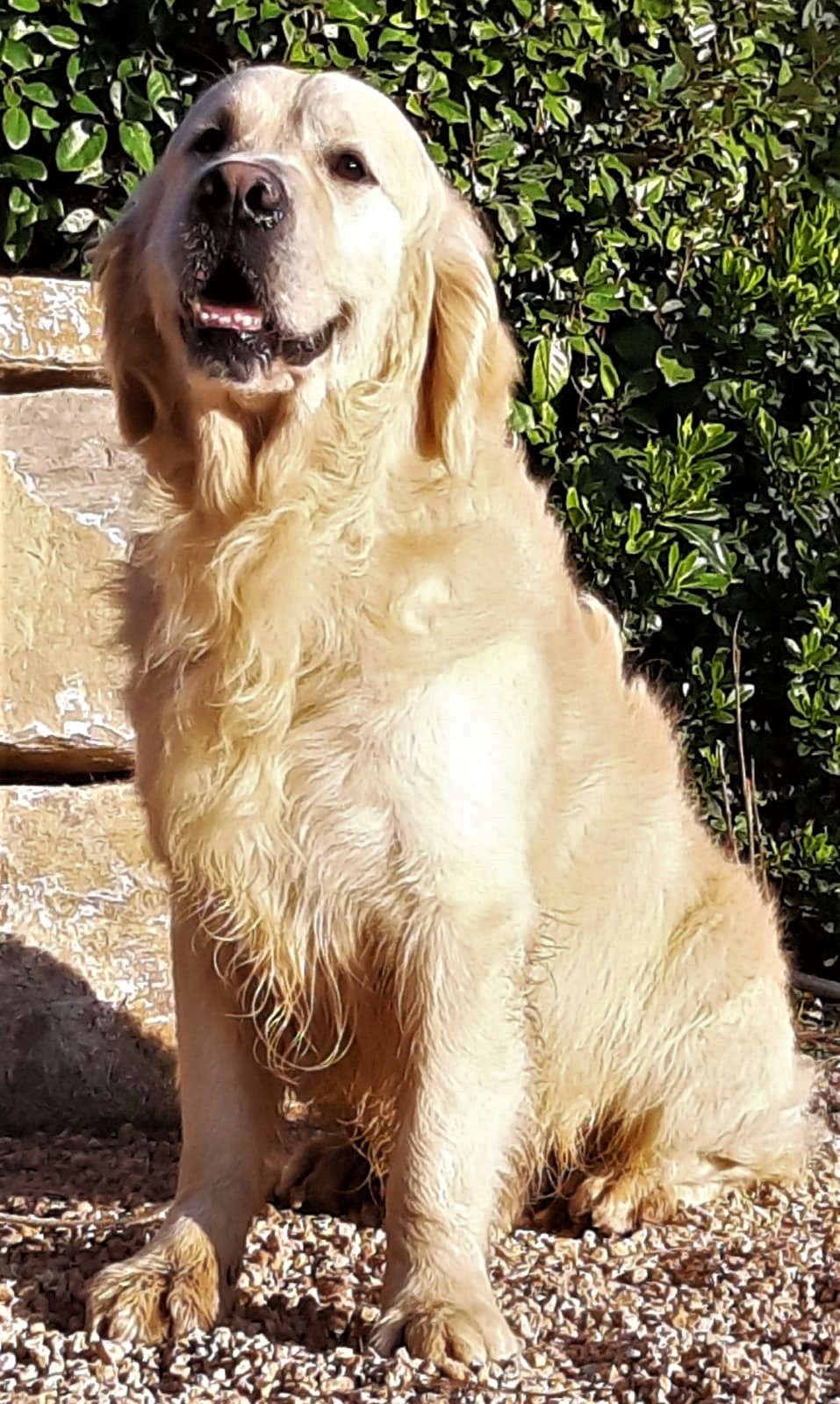 Golden Retriever Servietten – 33x33 Cm, 20 Stück, 3-lagig, FSC-zertifiziert, Für Hundepartys & Feste