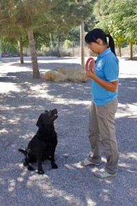 Residencia canina barcelona