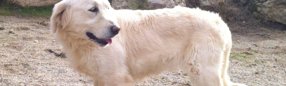 EL GOS BLANC ADOPCION