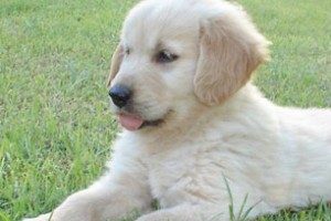 cria_seleccio_golden_retriever