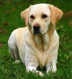 Labrador Retriever el gos blanc