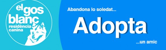 Que hem de fer quan adoptem una mascota?