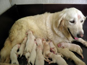 Camada Golden Retriever