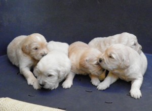 Cria de Golden Retriever