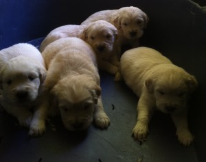 Cria de Golden Retriever