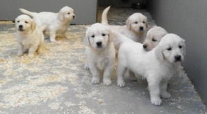 Cria de Golden Retriever