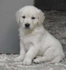 Cria de Golden Retriever