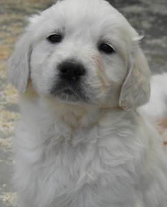 Cria de Golden Retriever