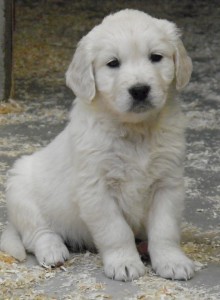 Cria de Golden Retriever