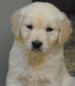 Cria de Golden Retriever