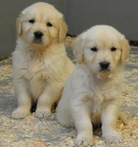 Cria de Golden Retriever