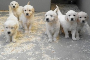 Cria de Golden Retriever