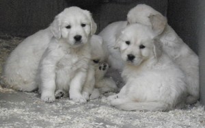 Cria de Golden Retriever