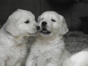 Cria de Golden Retriever