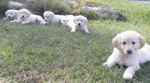 Cria de Golden Retriever