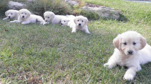 Cria de Golden Retriever