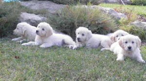 Cria de Golden Retriever