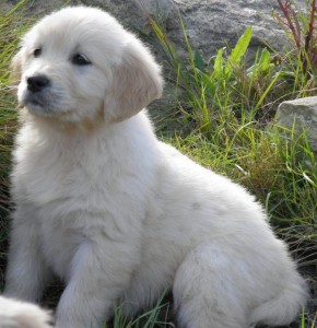 Cria de Golden Retriever