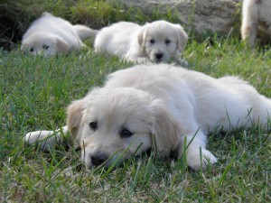 Cria de Golden Retriever