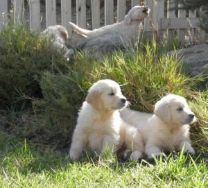 Cria de Golden Retriever