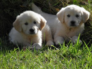 Cria de Golden Retriever