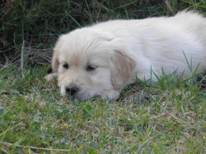 Cria de Golden Retriever