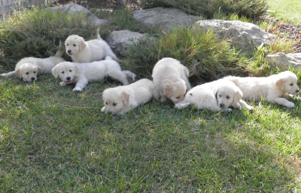 Cria de Golden Retriever