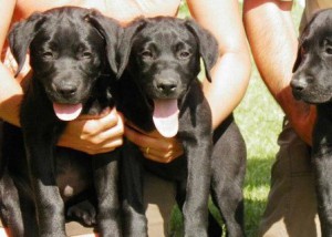 educacion canina-elgosblanc
