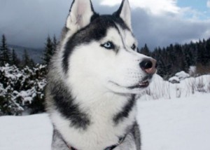 elmushing-elgosblanc2