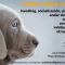 Curso para cachorros- Junio 2015