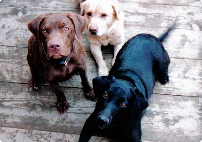 Labrador Retriever