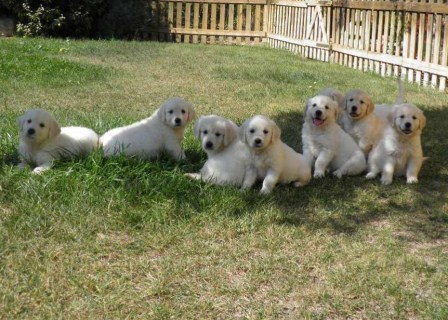 Residencia Canina en Barcelona