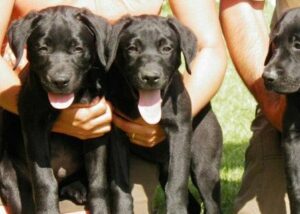 Golden Retriever y Labrador Retriever