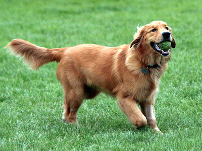 golden retriever