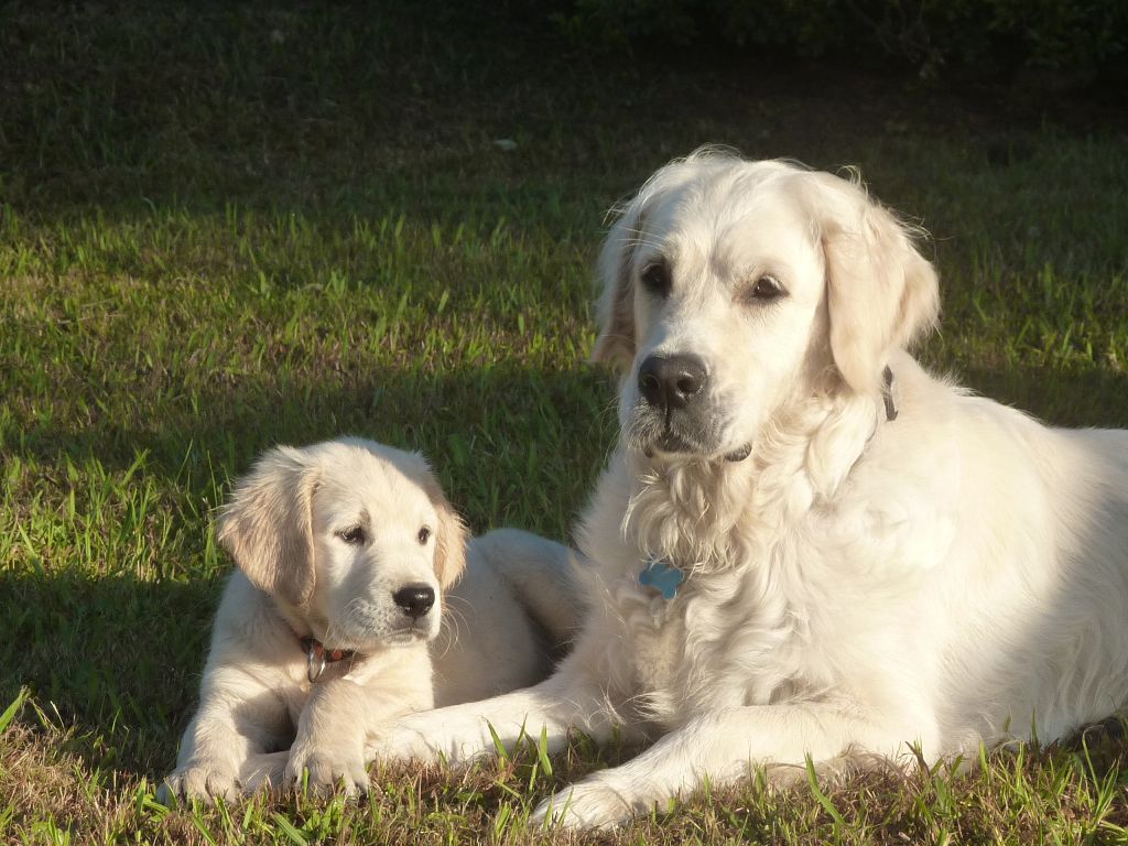 Golden Retriever