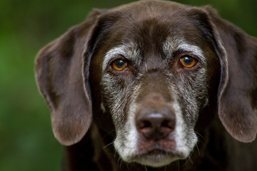 Labrador Retriever