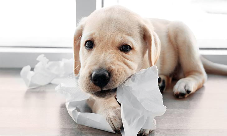 perro labrador