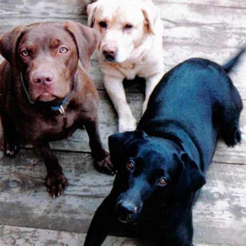 Labrador Retriever