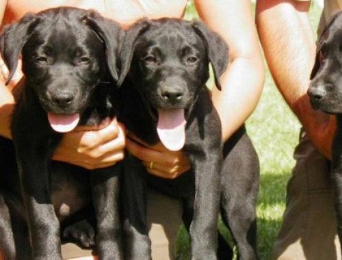 Golden Retriever y Labrador Retriever