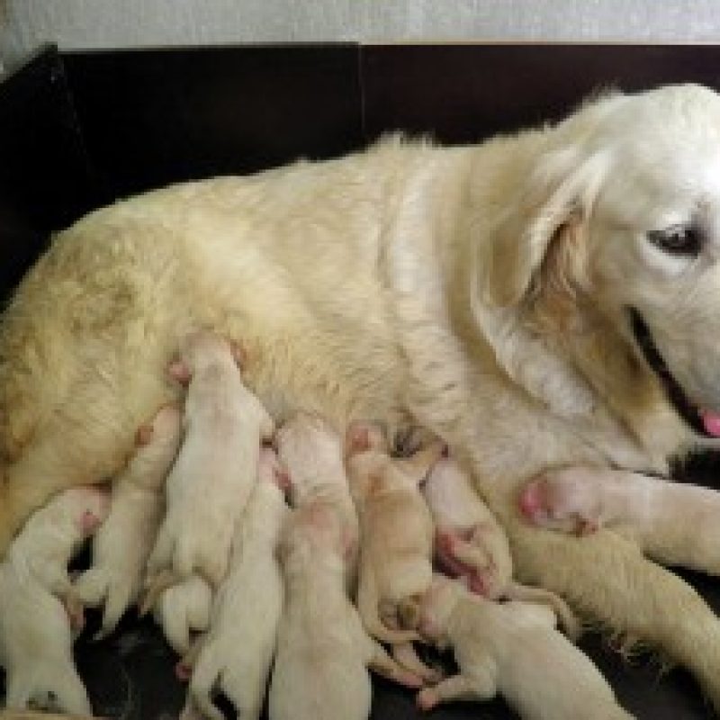 Camada Golden Retriever